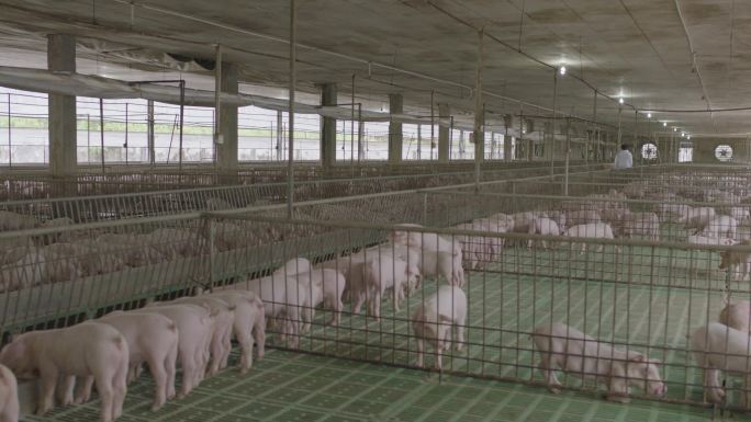 养殖猪厂
