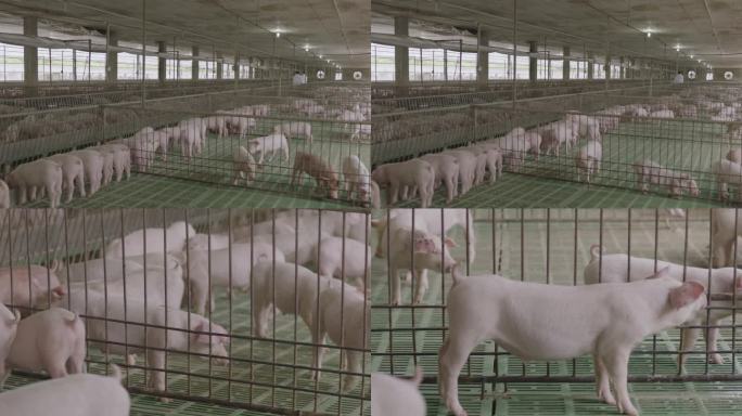 养殖猪厂