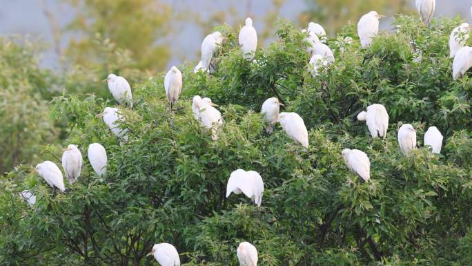 一群白鹭在绿树间梳理羽毛