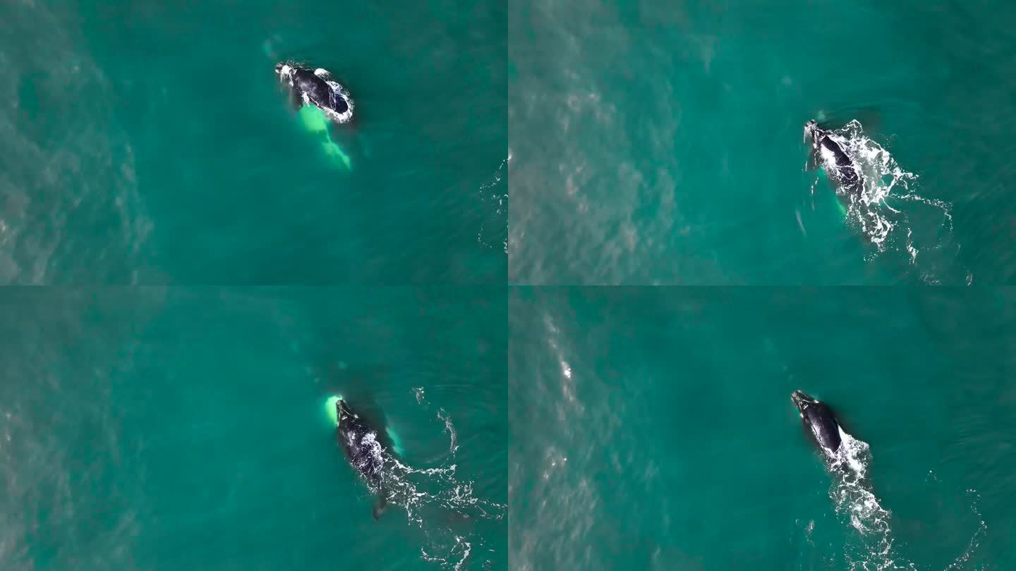 刚出生的南露脊鲸幼崽在妈妈空中学习游泳