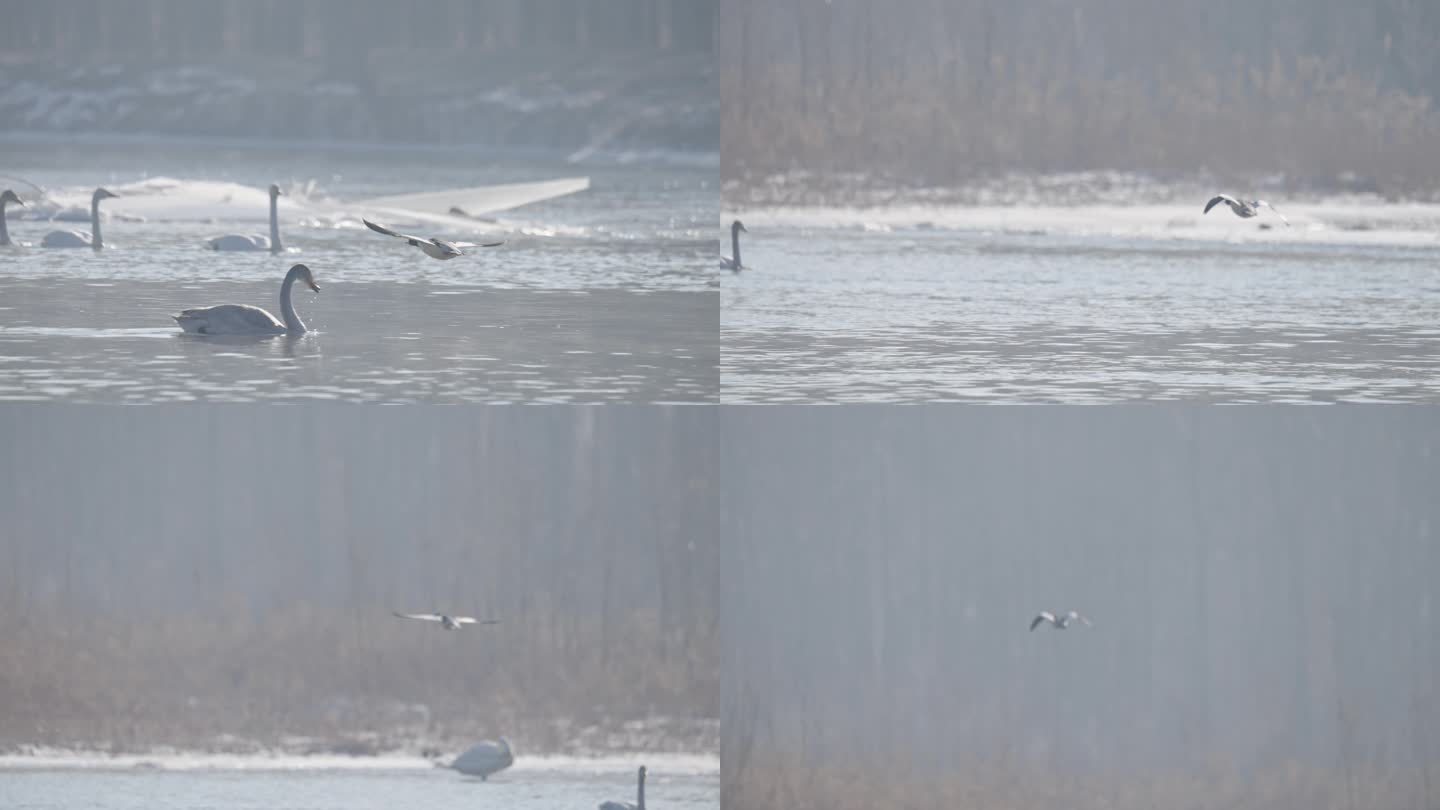 冬季寒冷冰河上野生的麻鸭在嬉戏飞翔觅食