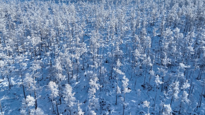 鸟瞰林海雪原雪林