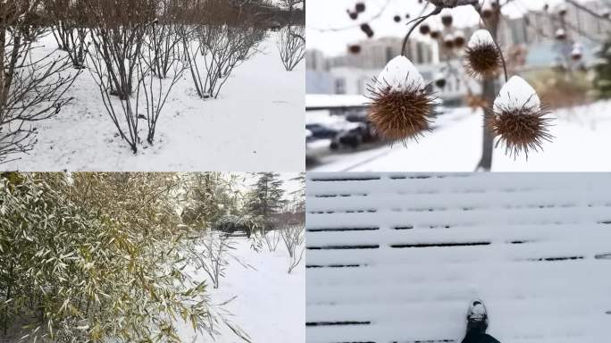 雪后公园唯美雪景