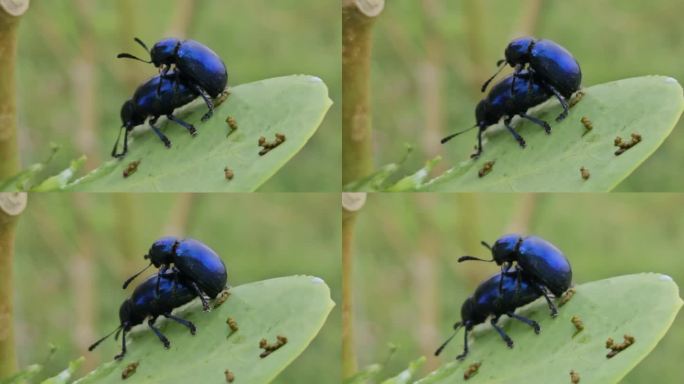 两只蓝色马利筋甲虫交配的4K视频。