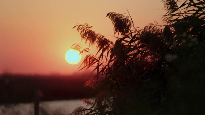 古镇老街树影老宅夕阳砖墙