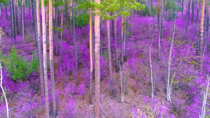 樟子松杜鹃花 兴安杜鹃