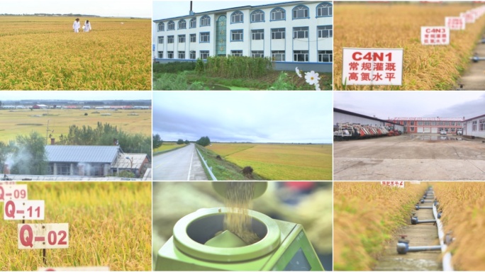 水稻品种种植研究基地
