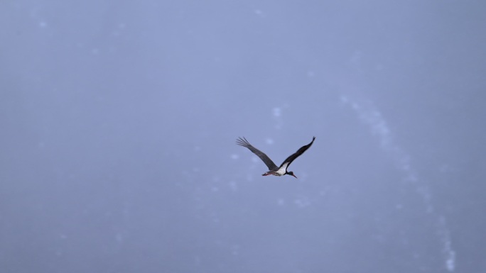 黑鹳雪中飞翔的升格视频