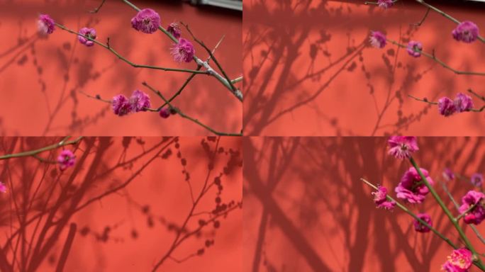 红梅 梅花 光影 绝美空境 腊梅 冬季