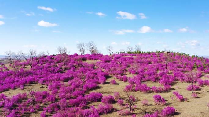 杜鹃花 兴安杜鹃