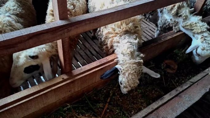 山羊或绵羊是四足反刍动物，毛发浓密，用于农业生产，以获取毛发、肉和奶。
