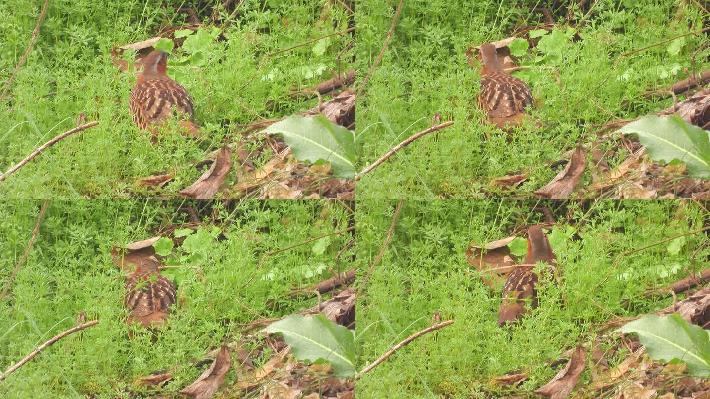 灰胸竹鸡吃野草
