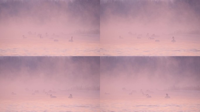 冬季寒冷冰河上野生的白天鹅在嬉戏飞翔觅食