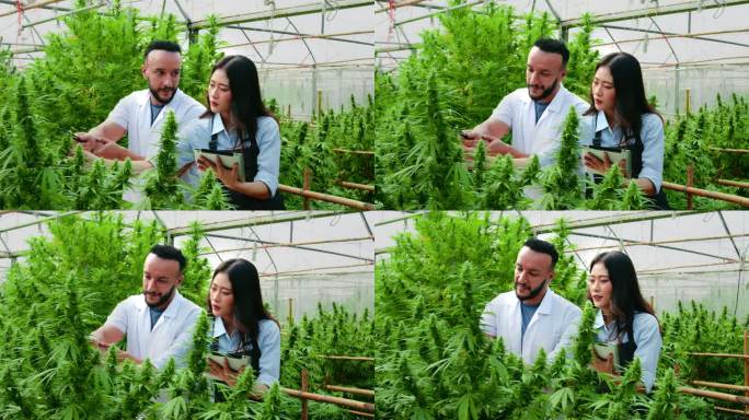 农民和科学家正在研究药用大麻