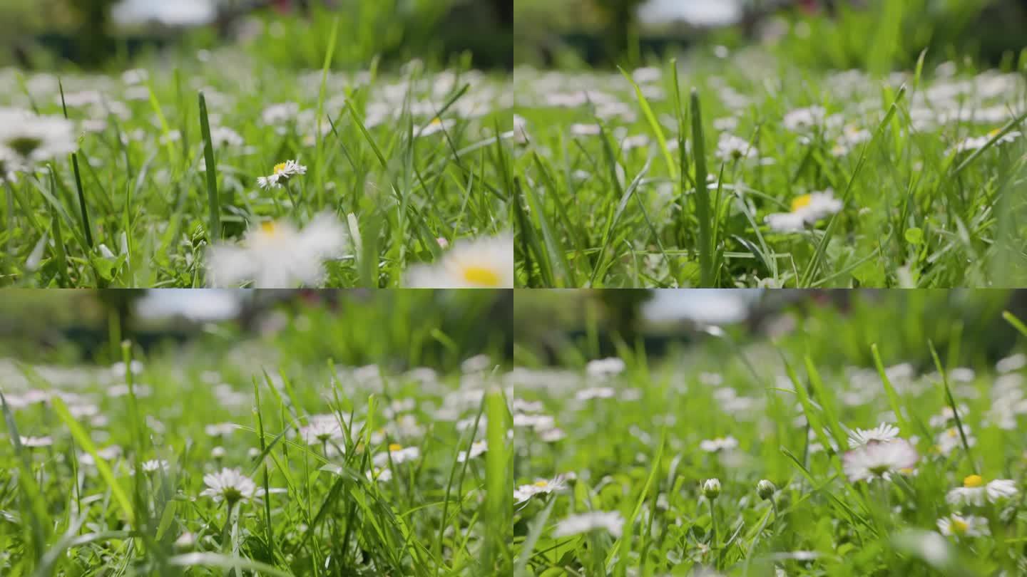 新鲜的春草和雏菊花的地面水平镜头。