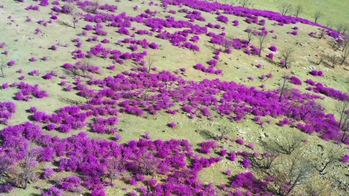 杜鹃花 兴安杜鹃