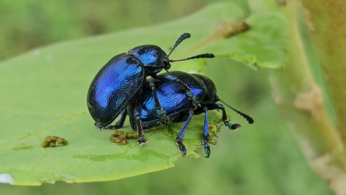 蓝色马利筋甲虫，正在交配。蓝色马利筋甲虫的繁殖特写。