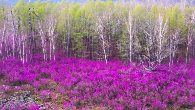 杜鹃花 兴安杜鹃