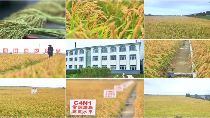 水稻种植科研