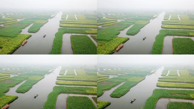 兴化 泰州 江苏 油菜花 航拍 城市宣传