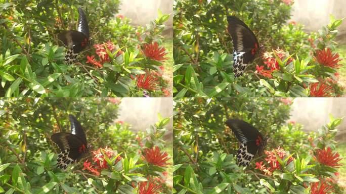 印度蓝色的摩门教蝴蝶展开翅膀。