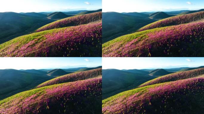 杜鹃花 兴安杜鹃