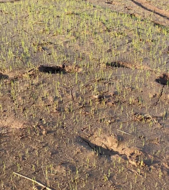 农民种植反季水稻，水稻正在发芽