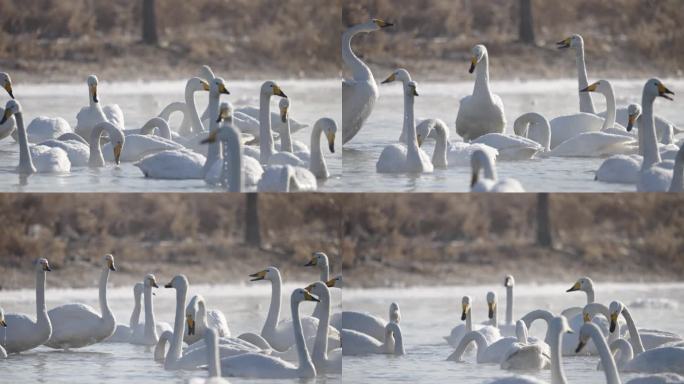 冬季寒冷冰河上野生的白天鹅在嬉戏飞翔觅食