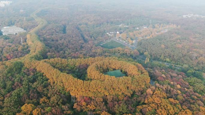 航拍南京钟山5A景区秋天红色枫叶植物