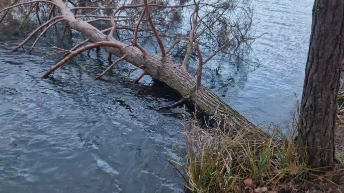 那棵树掉进水里，浮在水面上。苏格兰松的根被海浪压垮了。护林员将不得不用绞车将其拉出。树