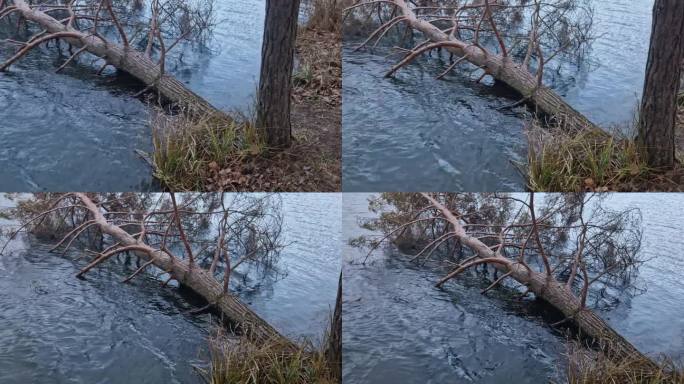 那棵树掉进水里，浮在水面上。苏格兰松的根被海浪压垮了。护林员将不得不用绞车将其拉出。树