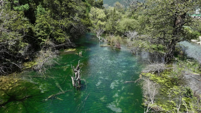 清澈见底的池塘湿地