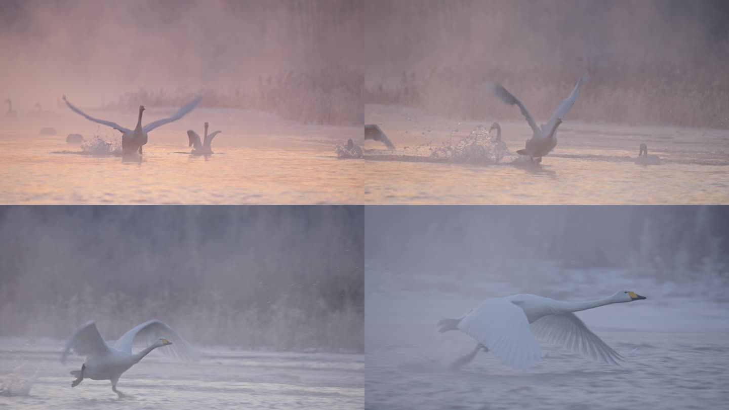 寒冷冬季野生的白天鹅冰河上起飞飞翔