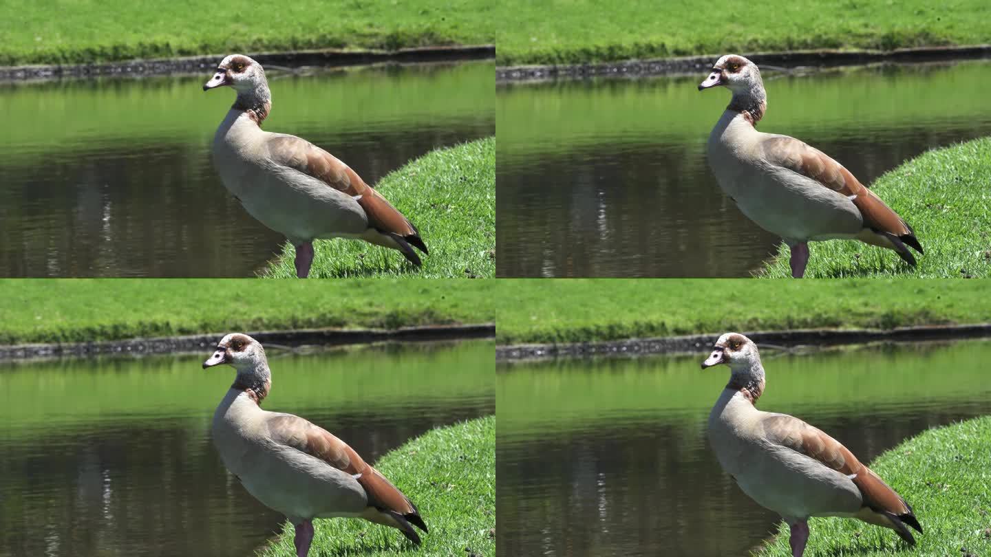 在一个阳光明媚的日子里，一只成年埃及鹅站在平静的湖边的绿草地上。特写镜头