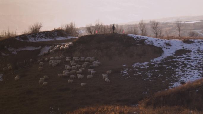 西北山区 放羊 冬季 雪后