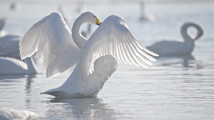 冬季寒冷冰河上野生的白天鹅在挥舞翅膀