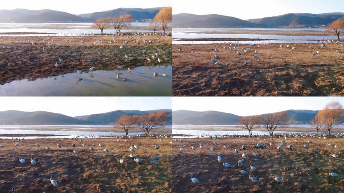 来丽江越冬的大雁仙鹤和候鸟之十