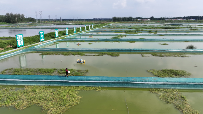 4K 宿迁霸王蟹螃蟹养殖 蟹苗种繁育基地