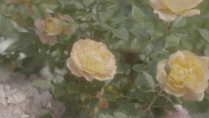黄色玫瑰花清新唯美空镜头