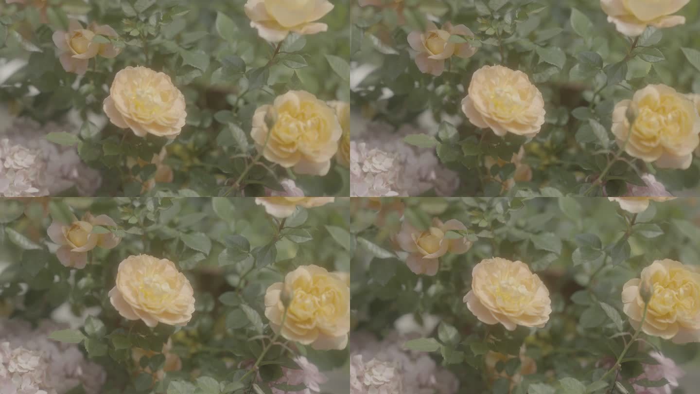 黄色玫瑰花清新唯美空镜头