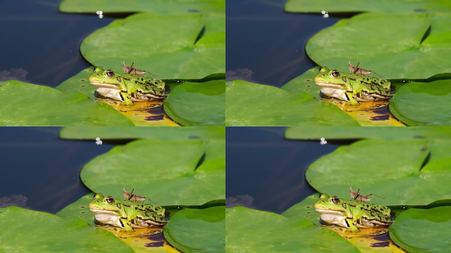一只受惊的蚱蜢坐在一只绿青蛙的背上
