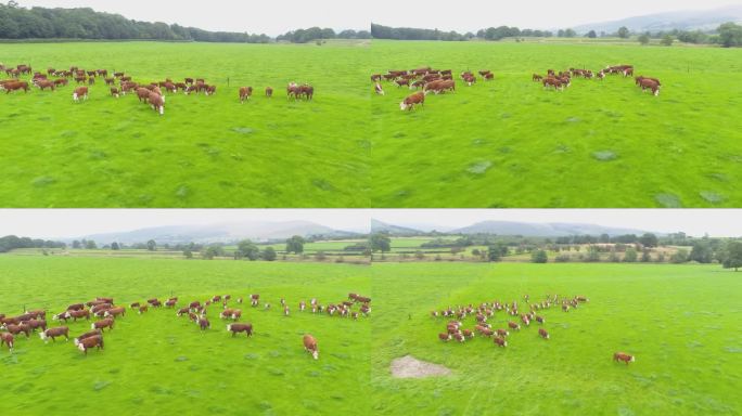 无人机在英国兰开夏郡一个农民的田地里飞过一群棕色奶牛。在整个拍摄过程中，这位农民都在现场。