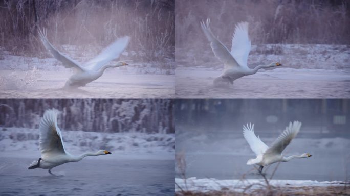 寒冷冬季野生的白天鹅冰河上起飞飞翔