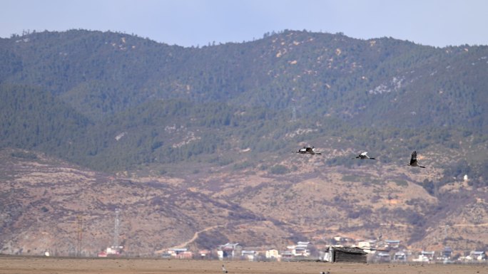 黑颈鹤在香格里拉纳帕海湿地飞翔的升格视频