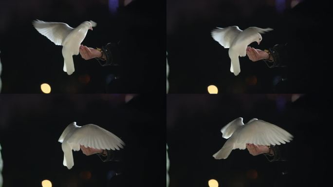 广场喂鸽子升格慢动作动物鸟类