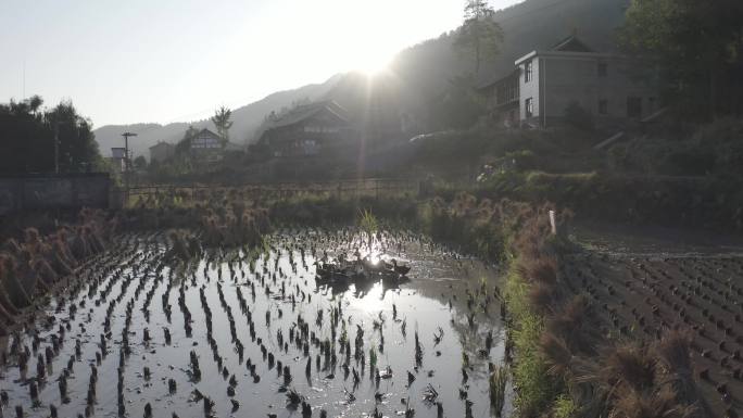 正龙古村、鸭子、水塘、航拍