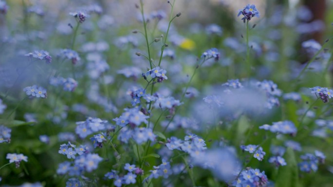 特写:后院的勿忘我花。