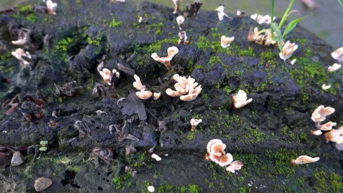 在树桩底部长出的香菇(也被称为花椰菜香菇)。印度
