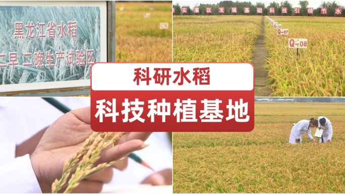 科研水稻种植基地植物研究