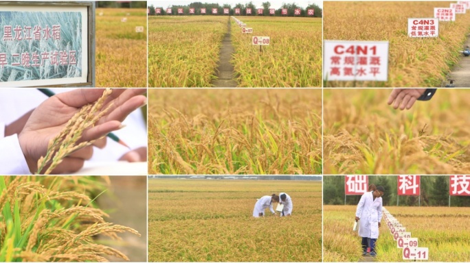 科研水稻种植基地植物研究